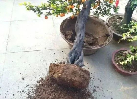 植物常识问题|如何根据根系颜色判断花卉有啥毛病
