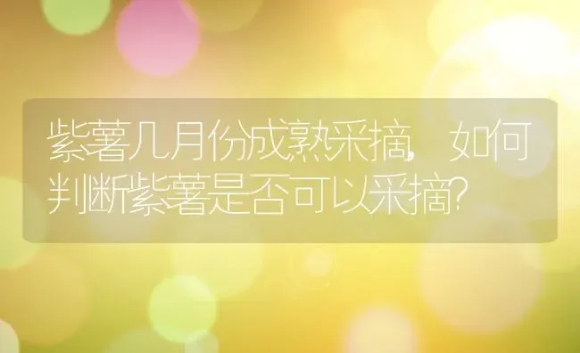 紫薯几月份成熟采摘,如何判断紫薯是否可以采摘？ | 养殖常见问题