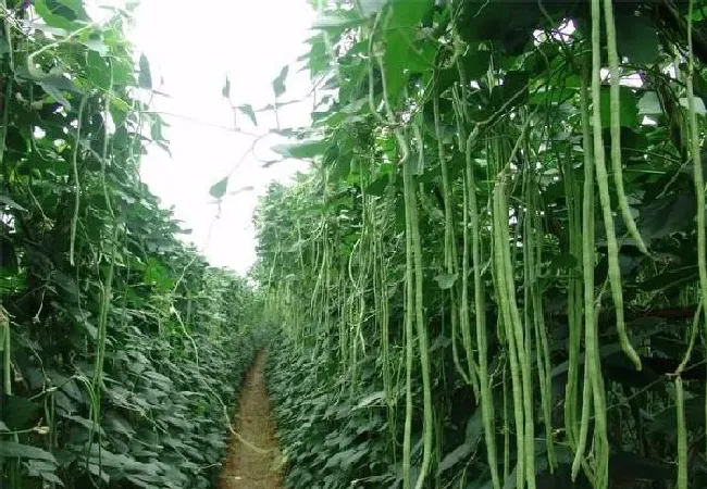 植物常识问题|豇豆能不能重茬种植（豇豆连续种植注意事项）