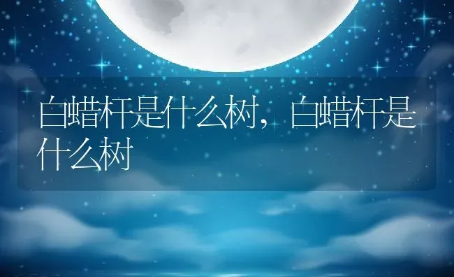 白蜡杆是什么树,白蜡杆是什么树 | 养殖常见问题