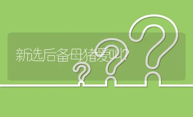 新选后备母猪爱叫? | 养殖问题解答