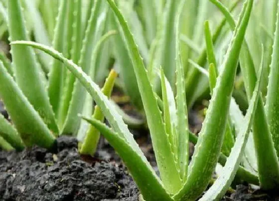 植物常识问题|夏季如何养殖芦荟越长越旺