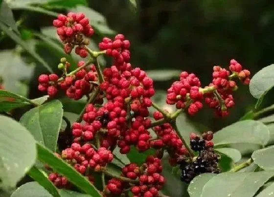 植物常识问题|山茱萸和吴茱萸的区别