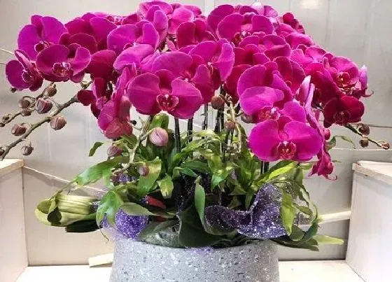 植物常识问题|蝴蝶兰经常被养死是什么原因