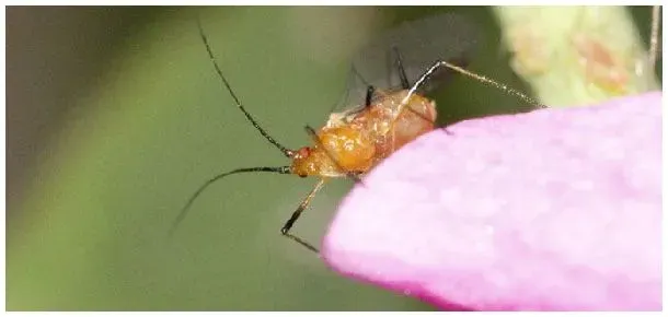 玉米蚜虫用什么药防治 | 生活常识