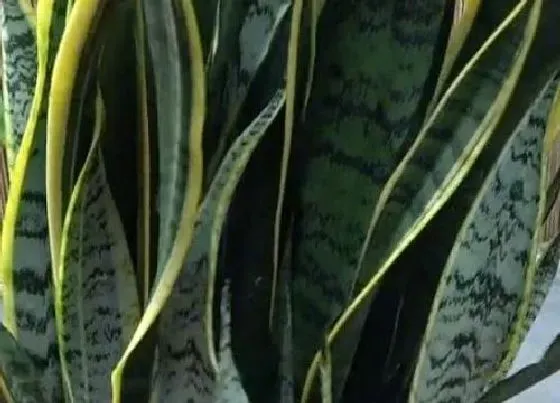植物常识问题|虎皮兰生长慢是什么原因 如何改善
