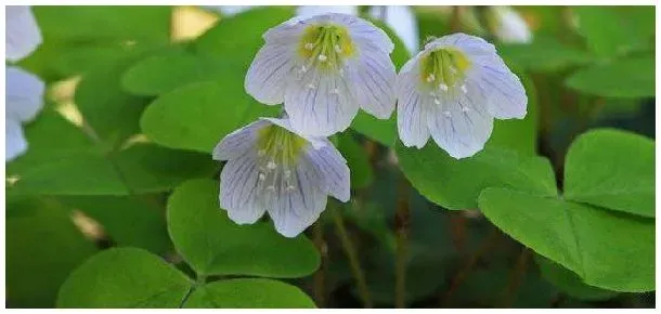 三叶草不开花怎么回事 | 科普知识