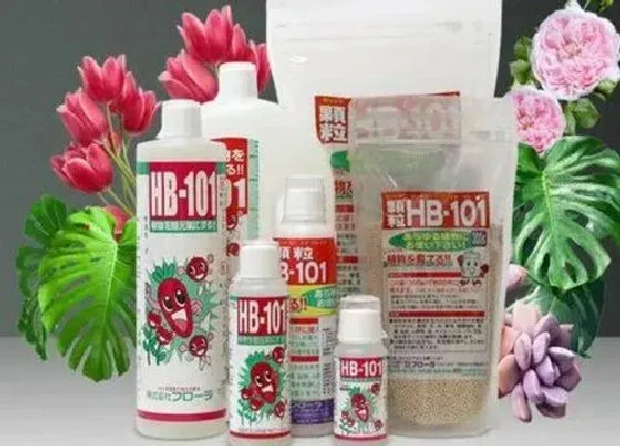 植物常识问题|君子兰的新叶夹住如何解决