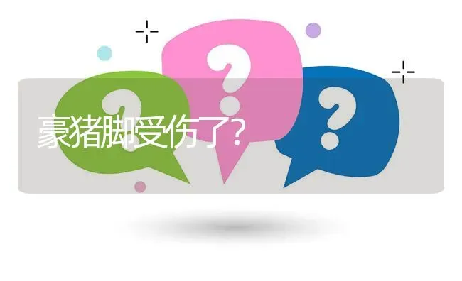 豪猪脚受伤了? | 养殖问题解答