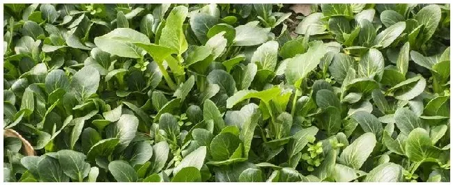 鸡毛菜怎么种 | 农业问题
