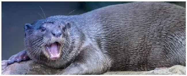 貂是保护动物吗 | 科普知识