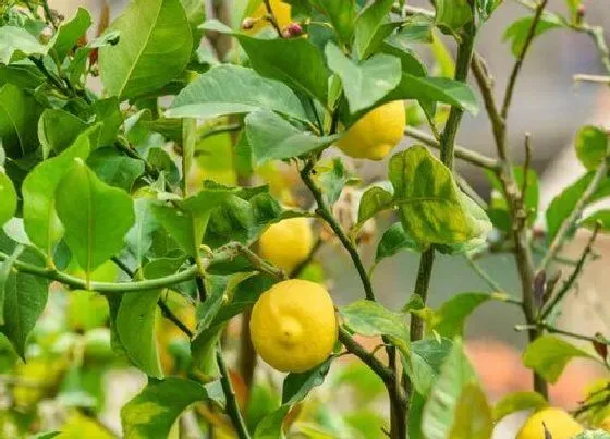 植物常识问题|盆栽柠檬树为什么要给它进行控水控肥