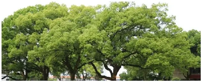 北方种植香樟注意事项 | 农业常识