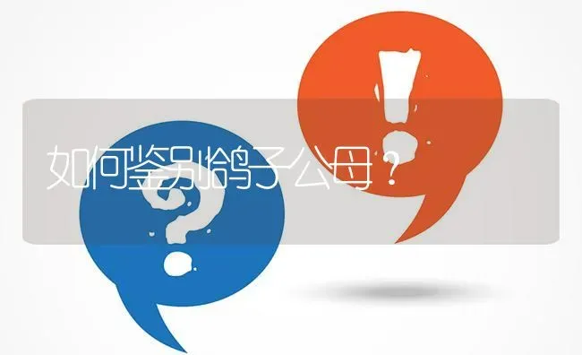 如何鉴别鸽子公母? | 养殖问题解答