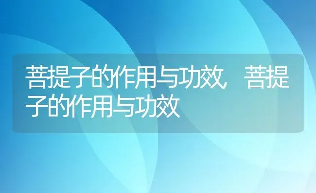 菩提子的作用与功效,菩提子的作用与功效 | 养殖常见问题