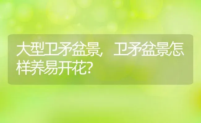 大型卫矛盆景,卫矛盆景怎样养易开花？ | 养殖常见问题