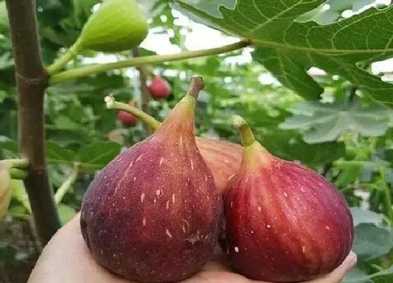 植物常识问题|最好吃的无花果排行榜 口感好吃的无花果品种排名