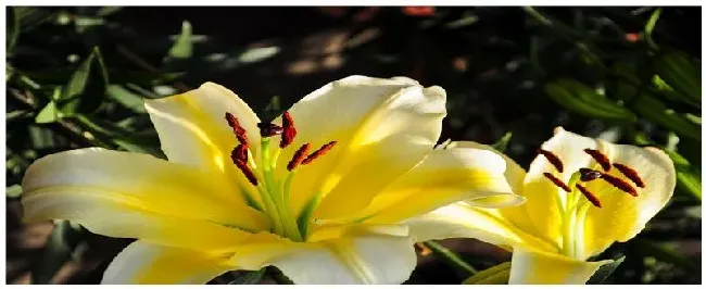 百合花的特点与外形 | 三农答疑