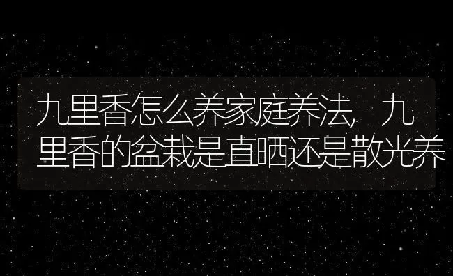 九里香怎么养家庭养法,九里香的盆栽是直晒还是散光养 | 养殖常见问题