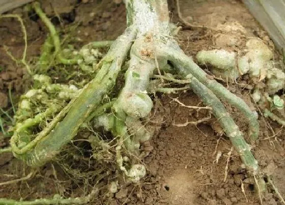 植物常识问题|辣椒根结线虫症状及根除防治方法（对辣椒有什么危害）