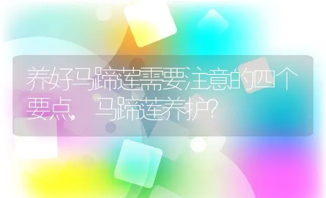 养好马蹄莲需要注意的四个要点,马蹄莲养护？ | 养殖常见问题