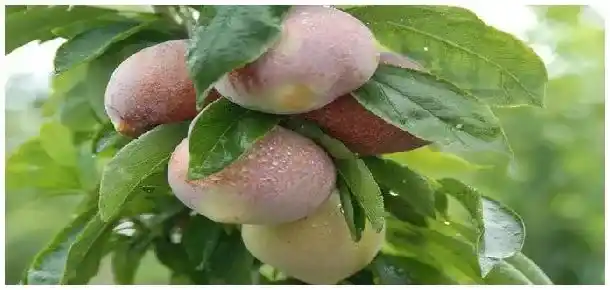 国峰十七号李品种介绍 | 三农问答