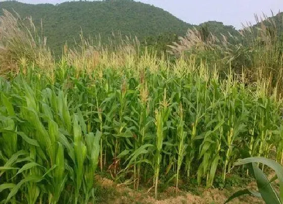 植物常识问题|玉米种植每亩地需要多少斤底肥（播种玉米一大亩的底肥量）