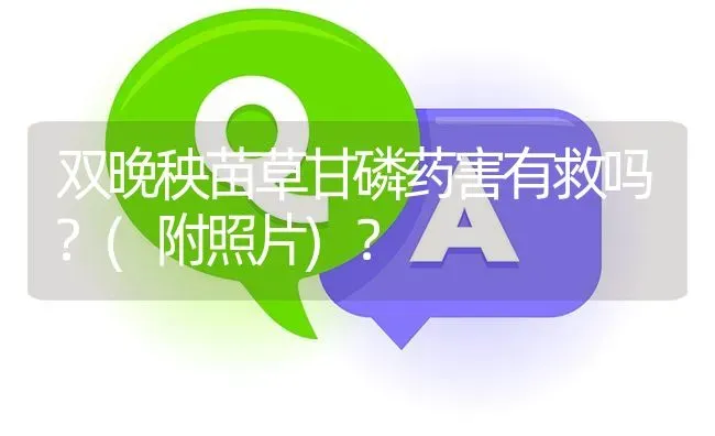 双晚秧苗草甘磷药害有救吗?(附照片)? | 养殖问题解答