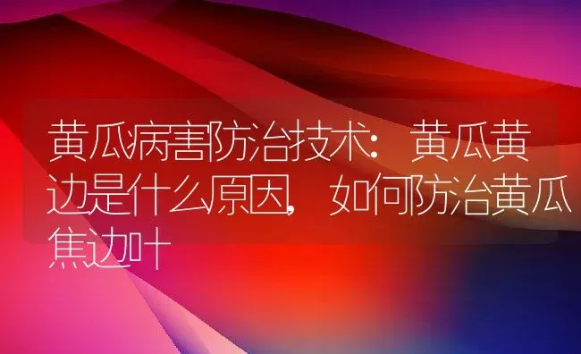 黄瓜病害防治技术:黄瓜黄边是什么原因,如何防治黄瓜焦边叶 | 养殖常见问题