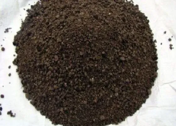 植物常识问题|如何用微生物有机肥养护花卉