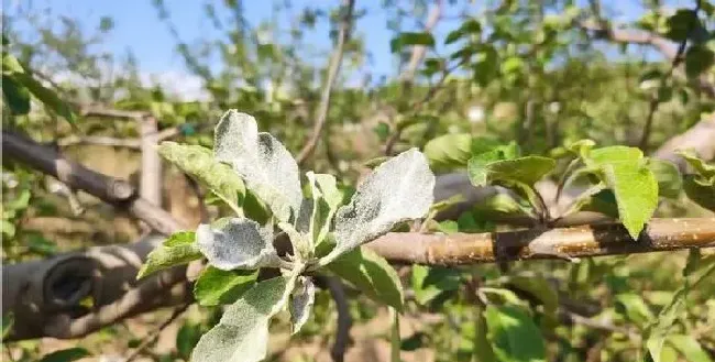 植物常识问题|果树抽不出顶心是什么原因（苹果树新梢抽不出顶心怎么办）