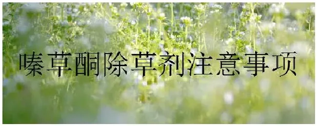嗪草酮除草剂注意事项 | 农业问题
