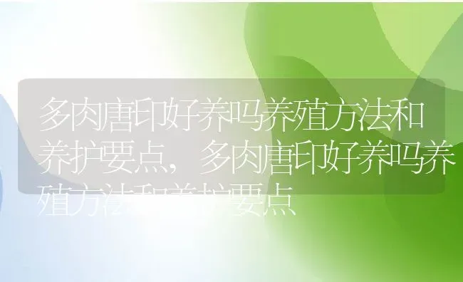 多肉唐印好养吗养殖方法和养护要点,多肉唐印好养吗养殖方法和养护要点 | 养殖常见问题