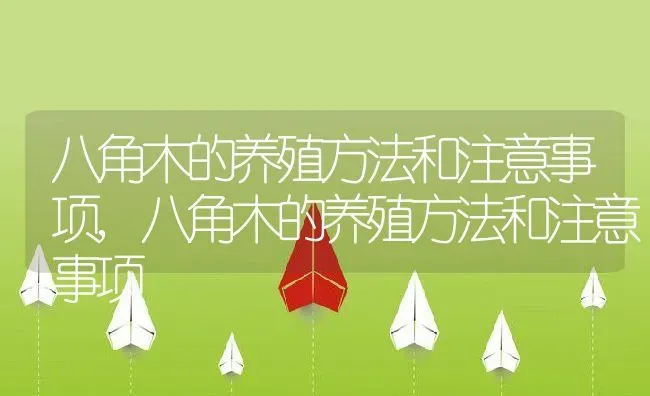 八角木的养殖方法和注意事项,八角木的养殖方法和注意事项 | 养殖常见问题