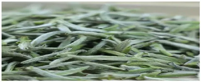 福鼎白茶是什么茶树 | 农业常识