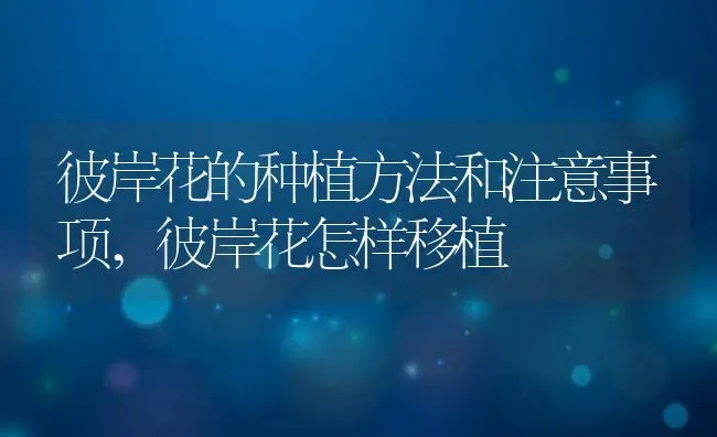 彼岸花的种植方法和注意事项,彼岸花怎样移植 | 养殖常见问题