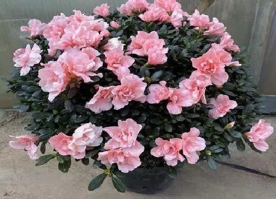 植物常识问题|杜鹃花枝叶开春就枯萎的原因