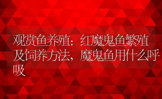 观赏鱼养殖:红魔鬼鱼繁殖及饲养方法,魔鬼鱼用什么呼吸 | 养殖常见问题