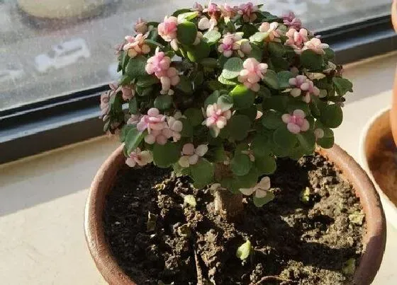 植物常识问题|金枝玉叶的风水作用禁忌 放在什么位置风水好