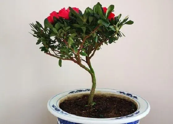 植物常识问题|杜鹃花枝叶开春就枯萎的原因