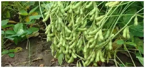 毛豆壳是什么垃圾分类 | 科普知识