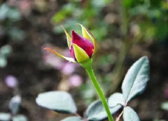 植物常识问题|月季花头突然打蔫了怎么回事（地栽月季花骨朵蔫了）