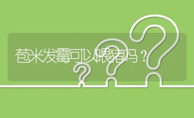 苞米发霉可以喂猪吗? | 养殖问题解答