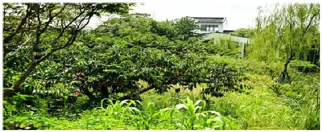 桃树桃胶病用什么农药 | 生活常识