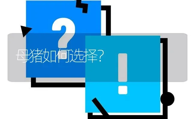 母猪如何选择? | 养殖问题解答