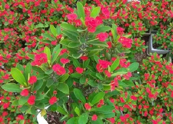 植物常识问题|虎刺梅的叶片总是发黄发黑的原因