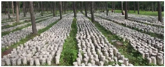 林下种植什么最简单国家有什么补助政策 | 三农问答