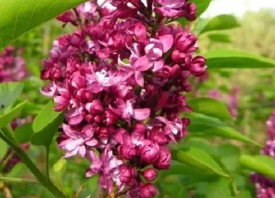 植物常识问题|丁香花的品质和精神