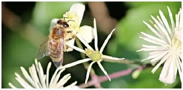 蜜蜂的生活特征有哪些？ | 生活常识