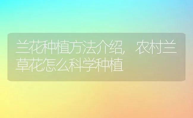 兰花种植方法介绍,农村兰草花怎么科学种植 | 养殖常见问题